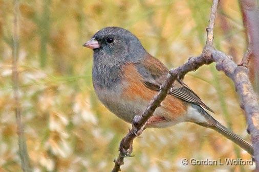 Dark-eyed Junco_73070.jpg - Dark-eyed Junco (Junco hyemalis), Pink-sided form (Junco hyemalis mearnsi), photographed in the Bosque del Apache National Wildlife Refuge near San Antonio, New Mexico USA. 